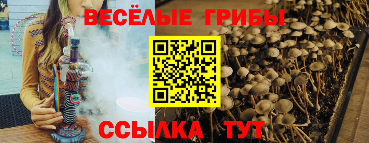 Галлюциногенные грибы Psilocybe Киров